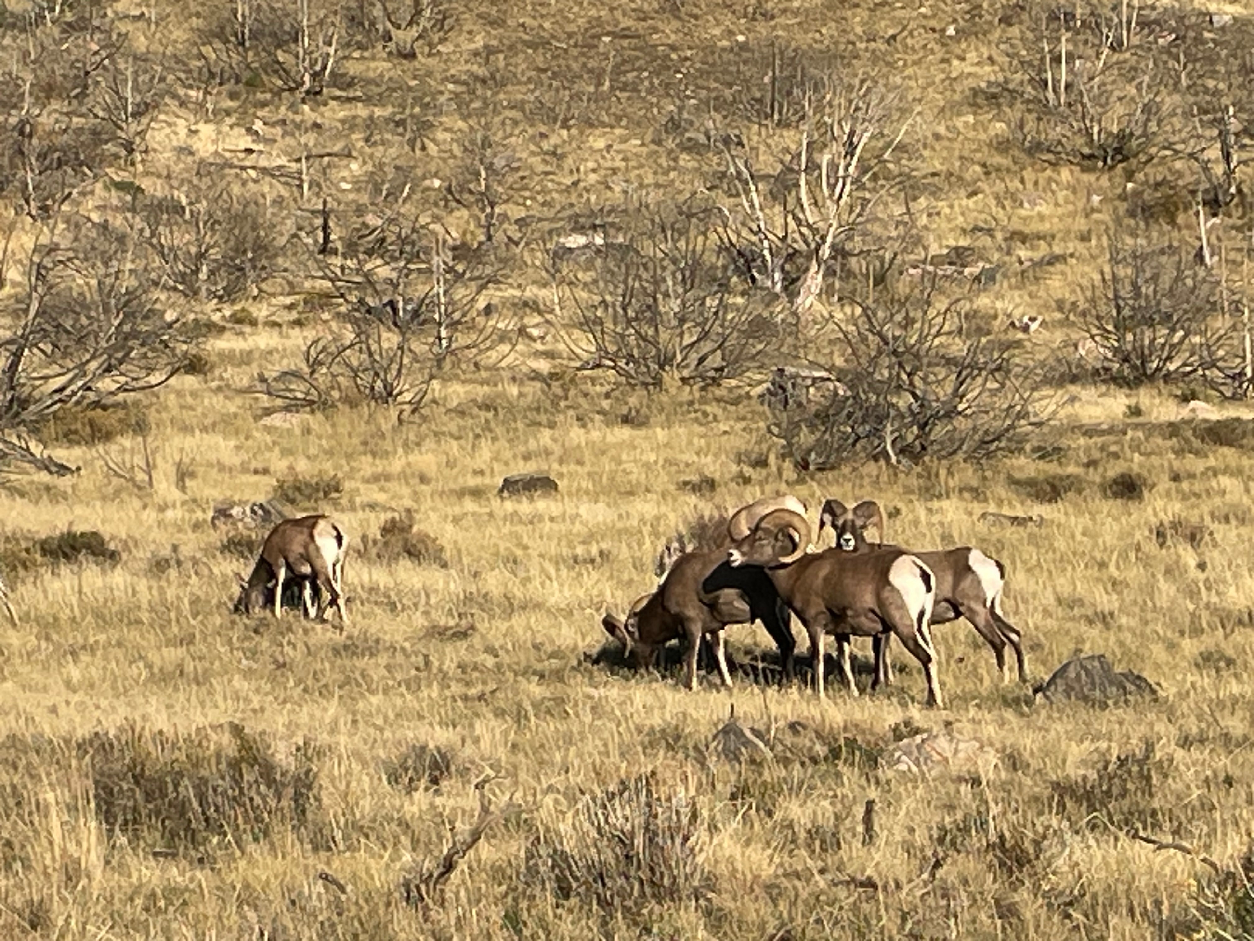 The Bighorn Sheep, image size:4032x3024